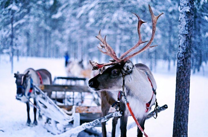 Winterzauber in Finnisch Lappland