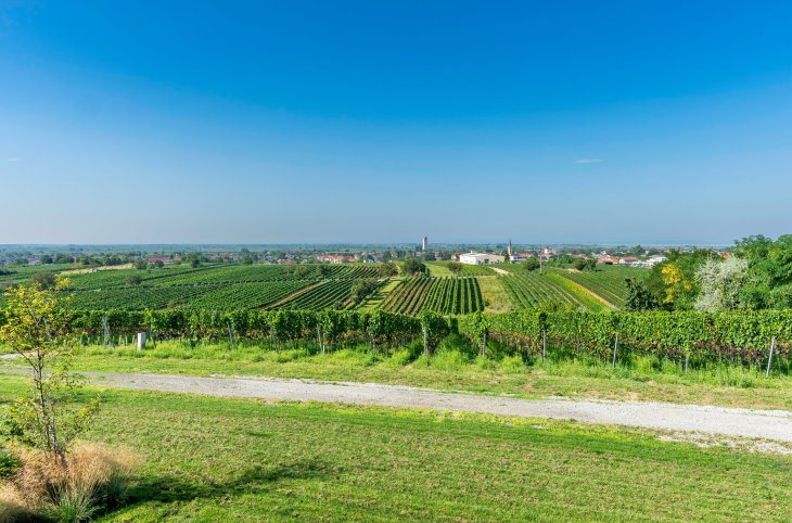 Wein-Erlebnisreise Neusiedlersee