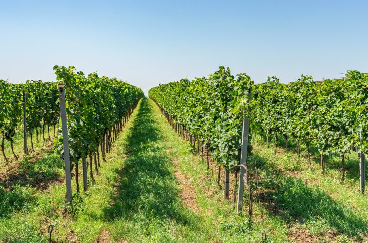 Wein-Erlebnisreise Neusiedlersee